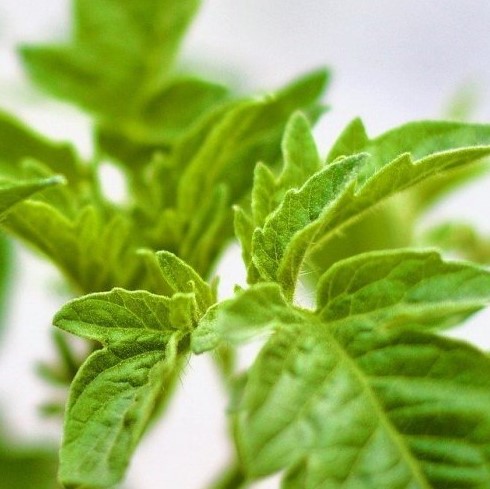 Ну очень популярное овощное растение. Выращивается как в теплицах, так и в открытом грунте. Узнаете его по листу?