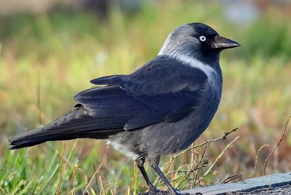  Какая птица в одной из басен Толстого «выбелилась и влетела в голубятню», решив, что голубей хорошо кормят?
