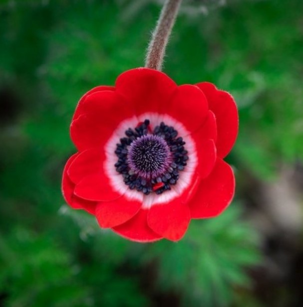 Этот цветок в природе растёт даже в Арктике. Другое его название Ветреница.