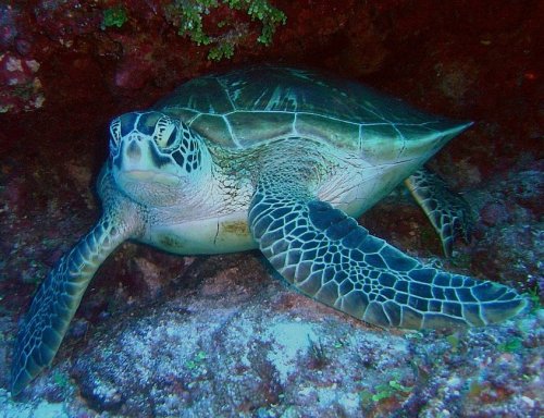 Эту морскую черепаху называют еще суповой черепахой. Мясо и яйца этой черепахи пригодны в пищу человеку. Из-за этого этот вид находится под угрозой вымирания и охота на него запрещена во всем мире.