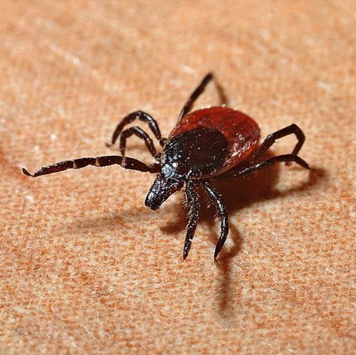  Это паукообразное опасно тем, что является переносчиком нескольких опасных заболеваний, которыми болеют люди и домашние животные.