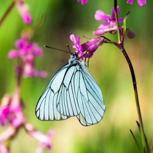 Эта бабочка распространена по всей Европе. Она является вредителем сельскохозяйственных культур. На территории Англии эта бабочка вымерла полностью. У нас же она встречается повсеместно.
