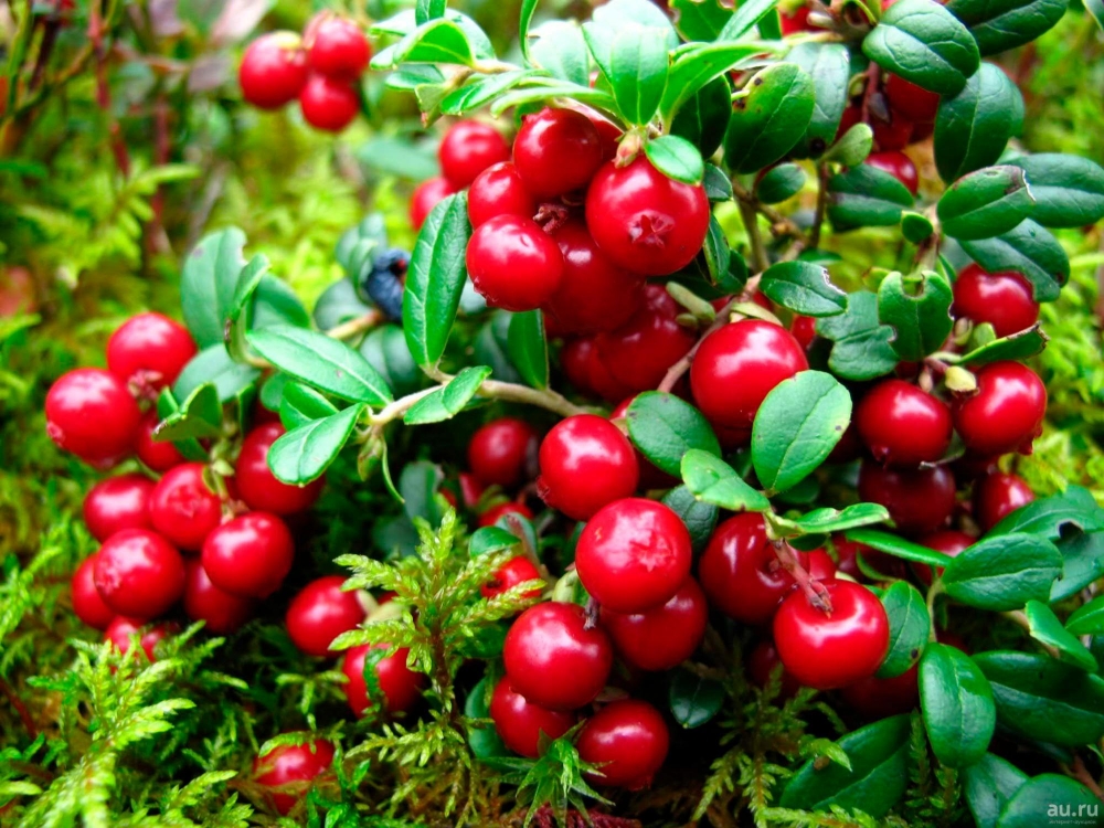  Эта болотная ягода выращивается и в садах частников и в промышленном масштабе. Она богата витамином С, широко используется при производстве различных кондитерских изделий.
