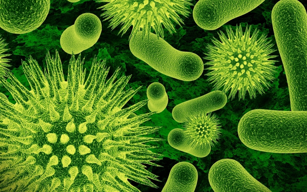Какой организм относят к царству бактерий?