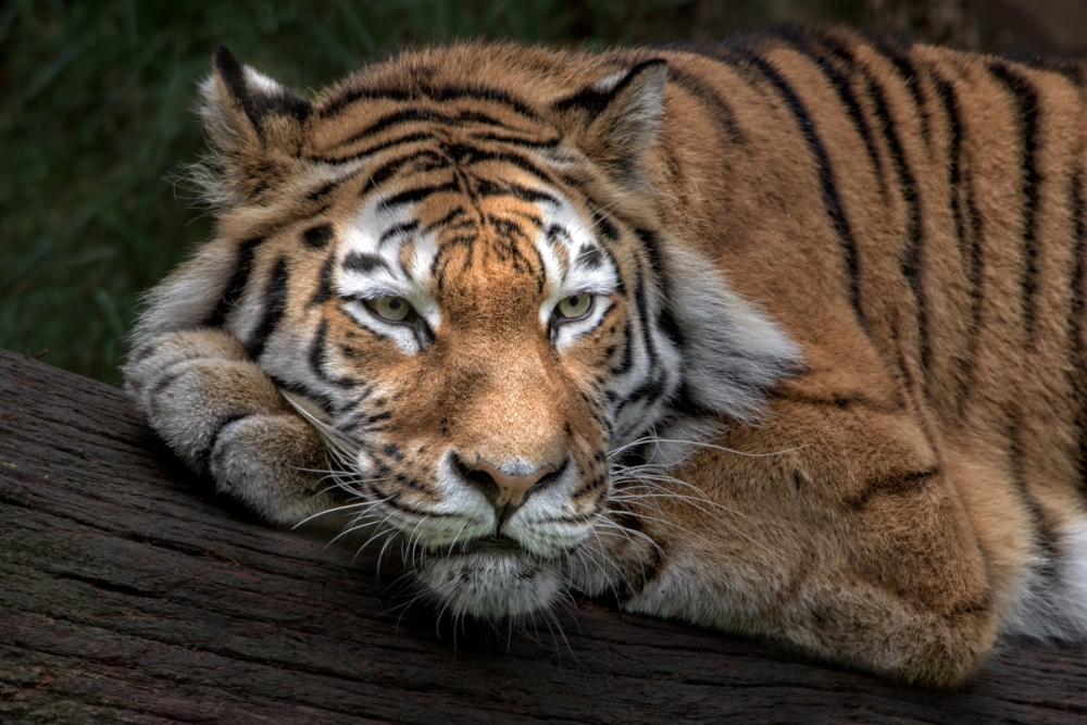 Какое количество полос на теле тигра?