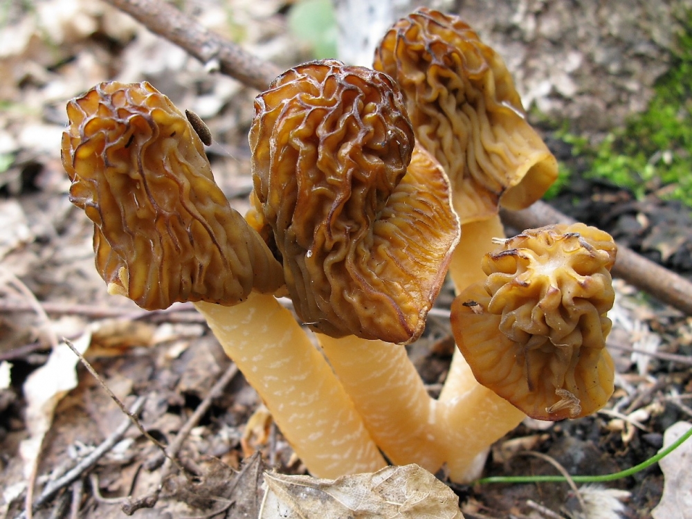 Эти грибы с латинским названием Verpa bohemica совершенно не переносят низкую влажность, наиболее обильно они плодоносят в первой половине мая.