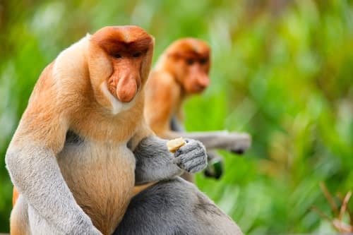 Как называется род тонкотелых обезьян, обитающих на острове Борнео?