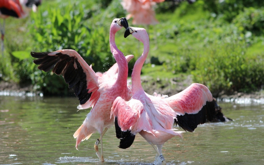 Фламинго — единственные теплокровные существа на Земле, у которых колени могут сгибаться не только вперёд, но и назад.