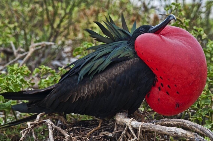 Еще одна птица, которая находится на грани вымирания и обитает только на островах Австралии. О какой птице идет речь?