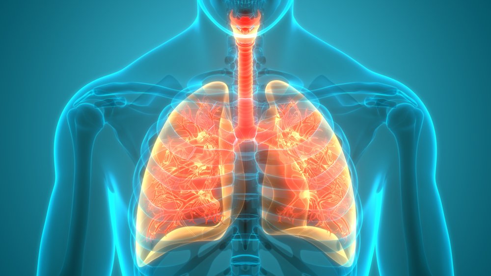 В про­цес­се спо­кой­но­го ды­ха­ния че­ло­ве­ка дви­же­ние лёгких в плев­раль­ной по­ло­сти об­лег­ча­ет­ся благодаря