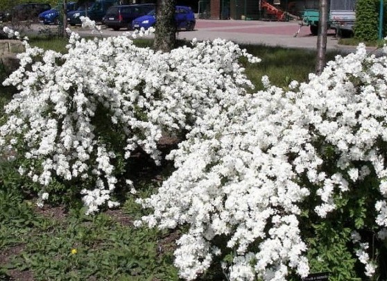 Как называется этот кустарник?