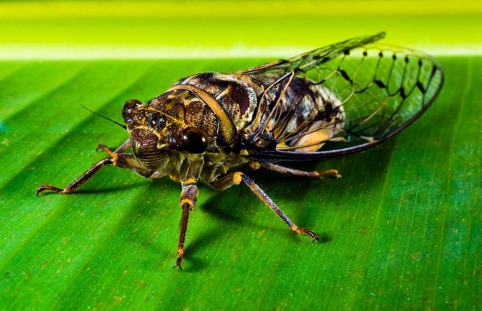 Какое из этих животных относится к классу насекомых?