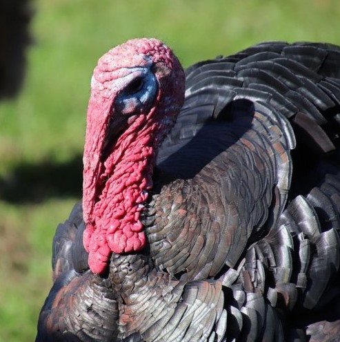 Эта птица — яркий представитель птичьего двора многих фермерских хозяйств.