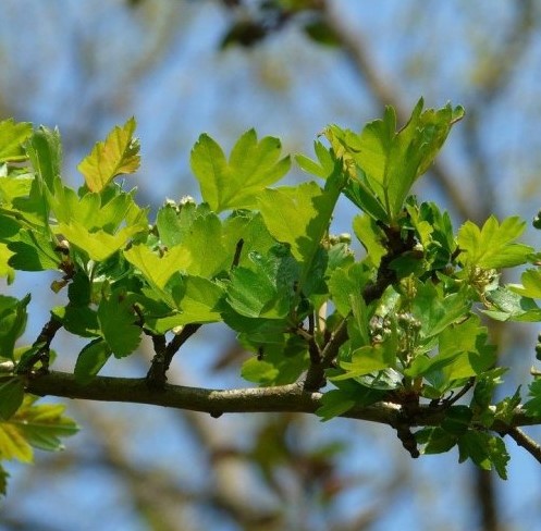 Плоды этого растения используются для производства сердечных лекарств. Как оно называется?