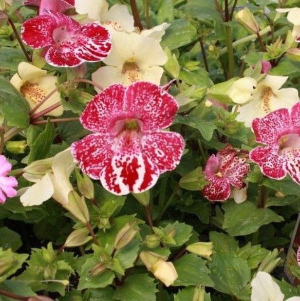  Этот симпатичный цветок в народе за его интересную форму называют губастиком. Другое его — название ...