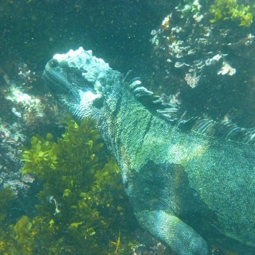 Эта крупная ящерица живет на Галапагосских островах и большую часть времени проводит в океане, где питается морскими водорослями.