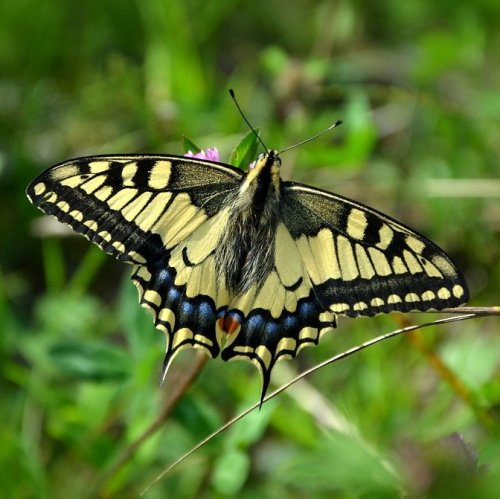 Эта красивая дневная бабочка была названа в честь персонажа древнегреческой мифологии, врача, сына Асклепия и Эпионы.