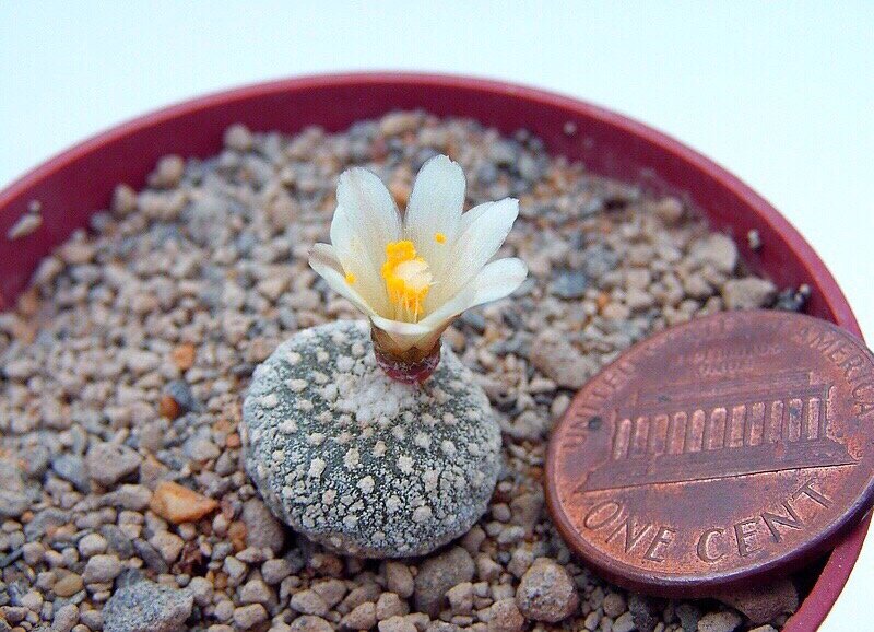 Какой диаметр имеет самый маленький цветок в мире, принадлежащий к семейству рясковых?
