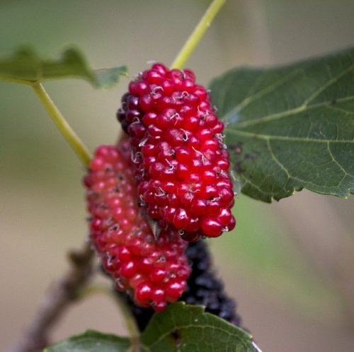 Ягоды этого растения используются в пищу людям, а листьями кормят личинок тутового шелкопряда. 