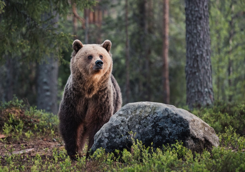 Что нужно делать при встрече с медведем?