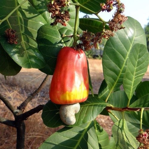 Это растение нам больше известно как орех, но на родине его произрастания в качестве фрукта используют разросшуюся мясистую плодоножку (яблоко-кажу).