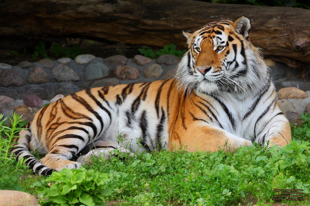 В каких краях России обитают амурские тигры?
