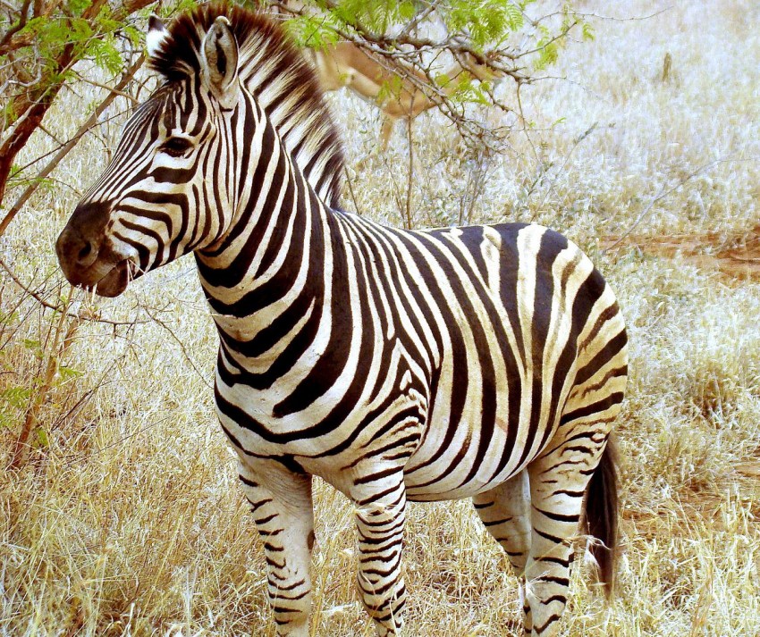 Стада зебр кочуют, проходя большие расстояния, ив путешествиях часто объединяются с другими животными — так безопаснее. С кем же?