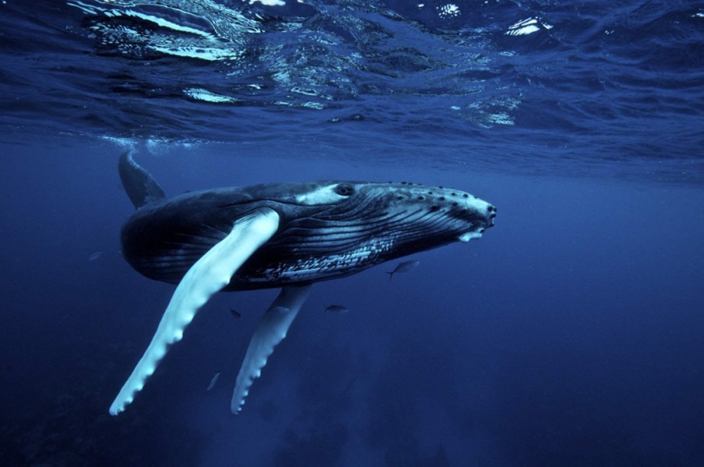 Какой кит в 1756 был впервые идентифицирован как «baleine de la Nouvelle Angleterre» в труде «Le Règne animal» Матюрена Жака Бриссона?