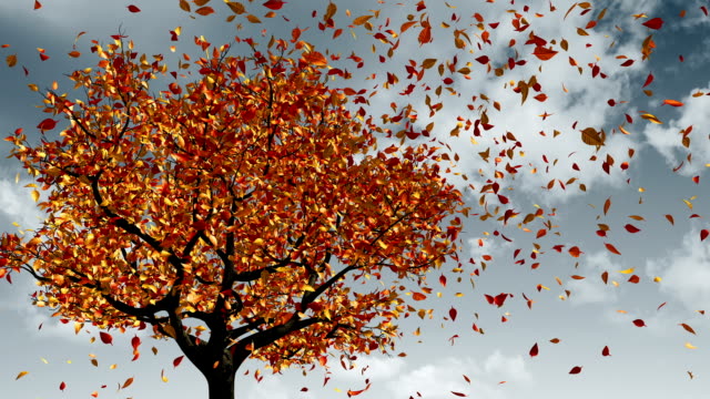 Почему осенью опадают листья у деревьев?