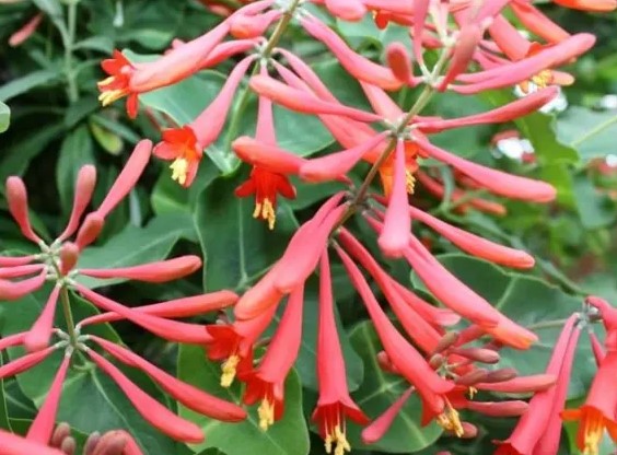 Как называется этот кустарник?