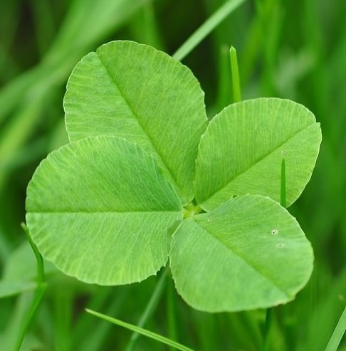 Четырехлистный лист этого растения является символом удачи. Есть поверье, если его съесть, то исполнится самое заветное желание. Узнаете его?