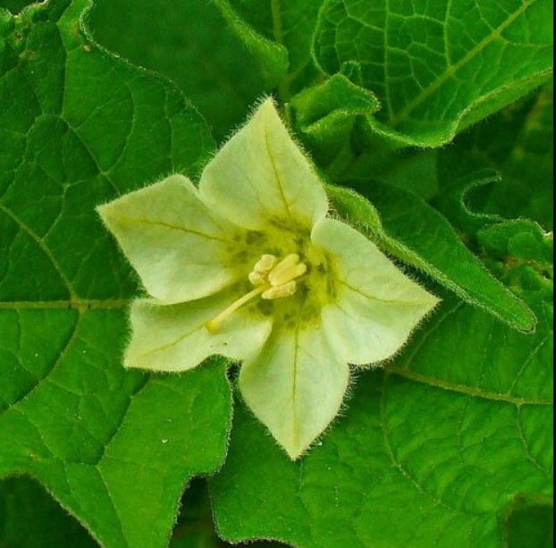  Плод этого цветущего садового растения похож на китайский фонарик.