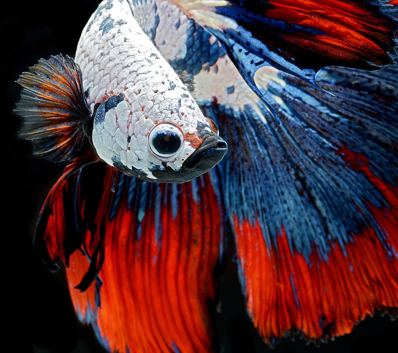 Эта рыбка получила свое название за драчливый характер самцов. Турнирные бои, с участием этих рыб, популярны в Азии до сих пор.
