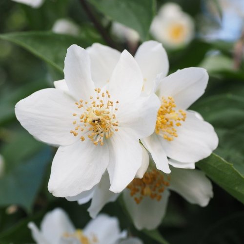 Это растение в России иногда ошибочно называют жасмином за очень сильный и приятный аромат при цветении.