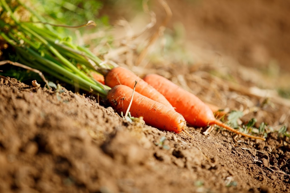 Если сеять морковь дражированными семенами, потом её не нужно будет прореживать