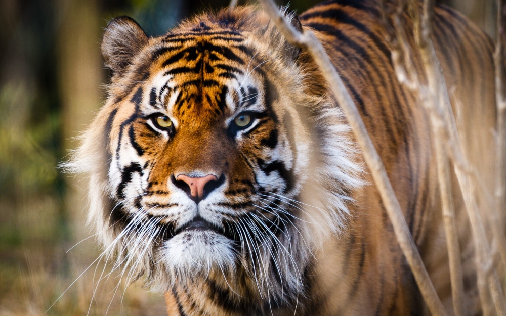  Где постоянно обитает суматранский тигр?