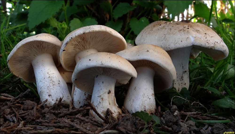 Этот съедобный гриб с латинским названием Calócybe gambósa начинает расти в европейской части России с конца апреля.