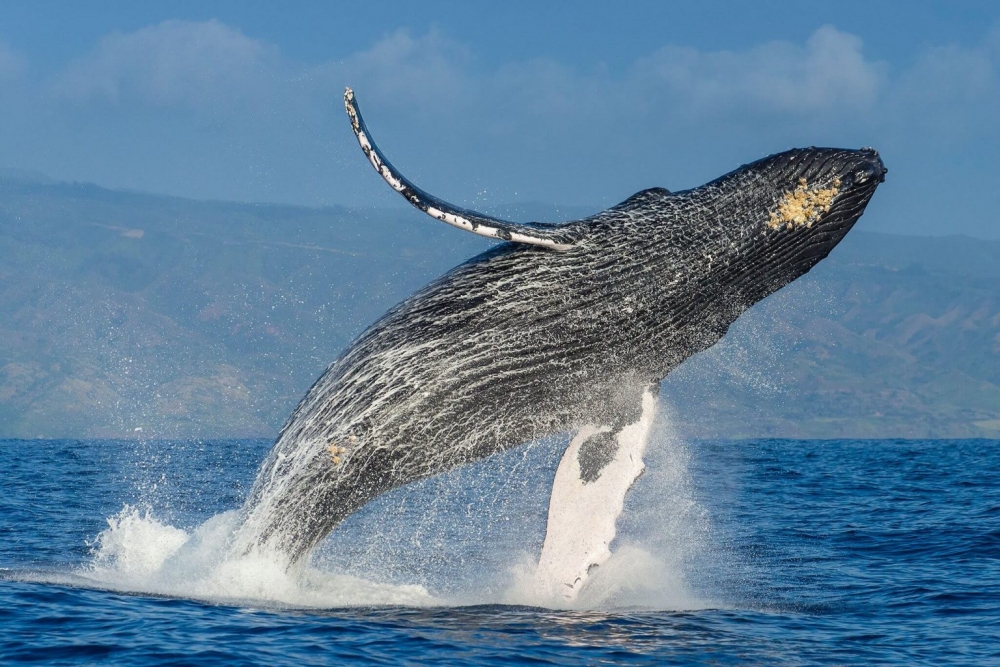 Какой из современных китов является рекордсменом по глубине и длительности нырков?