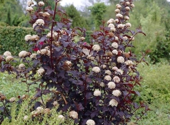 Как называется этот кустарник?