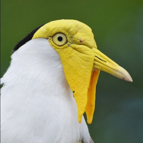 Очень забавный вид у этой австралийской птицы. Знаете ее название?