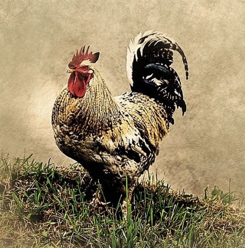 С кем вместе жил петушок в сказке «Петушок золотой гребешок»?