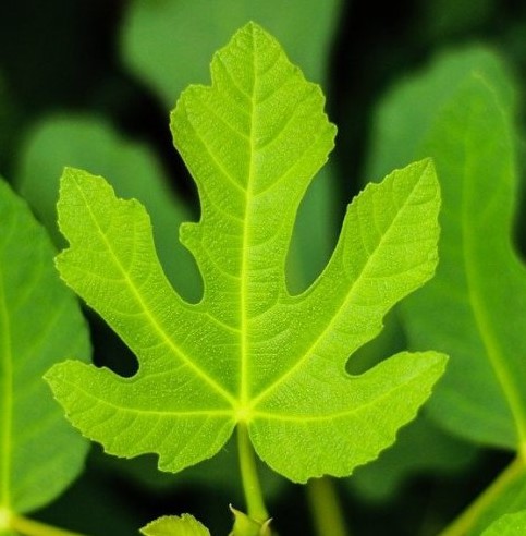 Растений с похожими листьями очень много. Попробуете угадать, что это за растение?