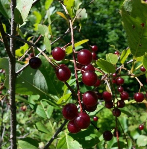 Можно ли есть плоды сакуры, цветением которой любуются в Японии во время традиционного праздника Ханами?