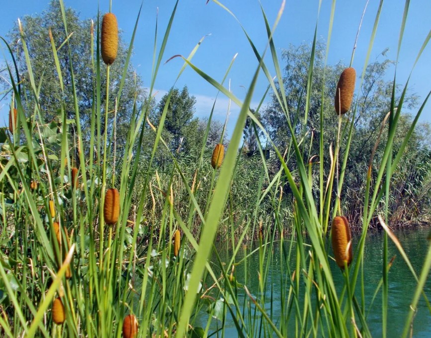 О чем спорили Камыш и Маслина в одной из басен Толстого?