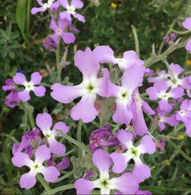 Это очень ароматный цветок, который нередко растёт не только в садах, но и на городских балконах. 