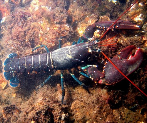 Этого морского десятиногого ракообразного, употребляемого в пищу, называют лобстером. Согласно Книге рекордов Гиннесcа на 2020 самый большой пойманный представитель этого вида весил 20,15 кг.