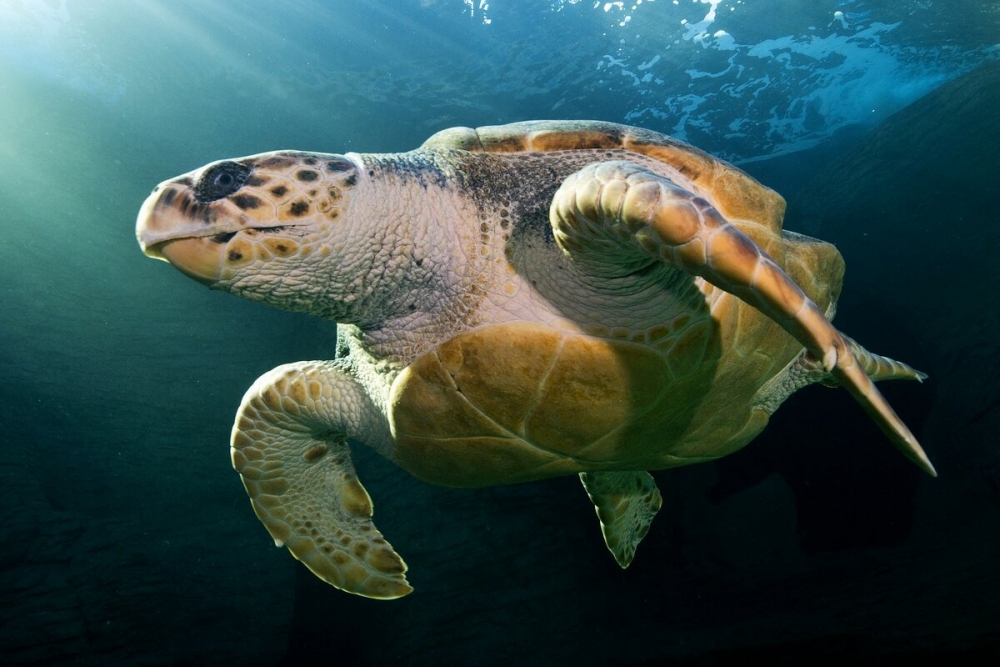  Эта морская черепаха на территории России встречается на Дальнем Востоке, Баренцевом и Чёрных морях. Её мясо считалось человечеством не очень вкусным, но яйца были деликатесом. Это привело к угрозе исчезновения этого вида. В настоящее время сбор яиц этих