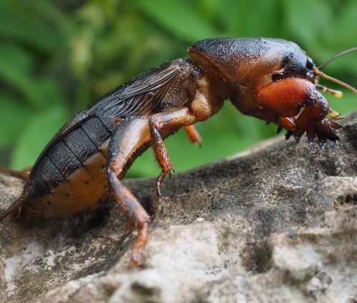 Эти насекомые встречаются по всему миру и живут в вырытых ими самими норках. Для удобства копания у них видоизменена передняя пара конечностей.