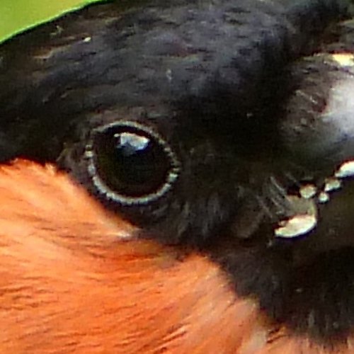 Эта некрупная красногрудая певчая птица питается семенами, почками, паукообразными и ягодами. Причём у ягод рябины эти птицы едят только семена, оставляя мякоть.