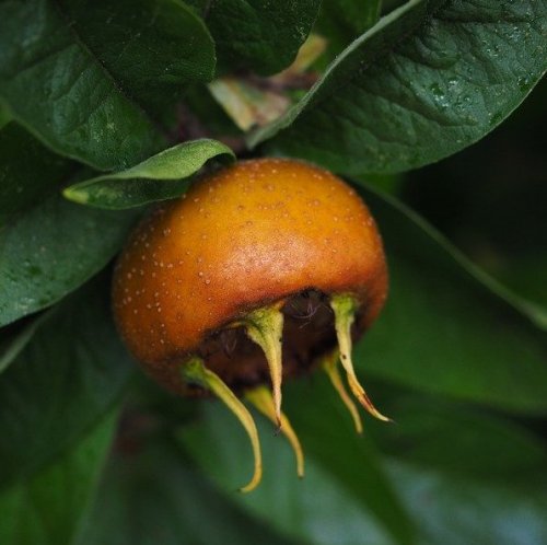 Плоды этого растения становятся сладкими только после промораживания или длительного хранения. Свежесорванные спелые плоды — твёрдые и очень кислые.
